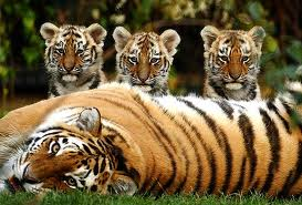 Illustration for article titled Caturday - Panthera tigris Edition